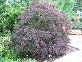 Red Leaf Japanese Maple